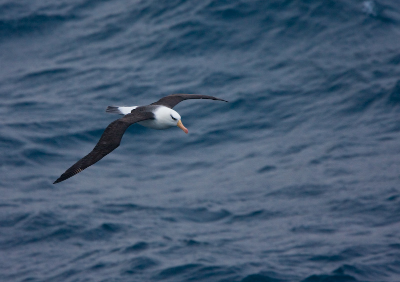 Black-Browed Albatross In Flight